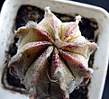 Нажмите на изображение для увеличения.

Название:	Astrophytum CoNivAs red-yellow_5.12.JPG
Просмотров:	285
Размер:	118.0 Кб
ID:	324071