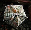 Нажмите на изображение для увеличения.

Название:	Astrophytum CoNivAs variegated_5.12.JPG
Просмотров:	288
Размер:	155.3 Кб
ID:	324072