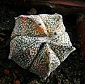 Нажмите на изображение для увеличения.

Название:	Astrophytum CoNivAs variegated_5.12.JPG
Просмотров:	264
Размер:	155.3 Кб
ID:	324072