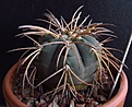 Нажмите на изображение для увеличения.

Название:	Gymnocalycium_spegazzinii_v.horizonthalonium.jpg
Просмотров:	1297
Размер:	83.1 Кб
ID:	324092