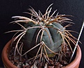 Нажмите на изображение для увеличения.

Название:	Gymnocalycium_spegazzinii_v.horizonthalonium.jpg
Просмотров:	1134
Размер:	83.1 Кб
ID:	324092