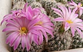 Нажмите на изображение для увеличения.

Название:	Gymnocactus beguinii v.smithii.jpg
Просмотров:	166
Размер:	60.4 Кб
ID:	324100