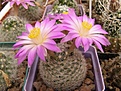 Нажмите на изображение для увеличения.

Название:	привитая Mammillaria roczekii .jpg
Просмотров:	161
Размер:	74.2 Кб
ID:	324102