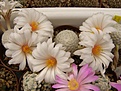 Нажмите на изображение для увеличения.

Название:	Mammillaria herrerae v.albiflora.jpg
Просмотров:	172
Размер:	68.2 Кб
ID:	324103