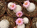 Нажмите на изображение для увеличения.

Название:	Mammillaria herrerae.jpg
Просмотров:	170
Размер:	97.4 Кб
ID:	324104