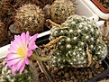 Нажмите на изображение для увеличения.

Название:	Mammillaria roczekii.jpg
Просмотров:	164
Размер:	103.6 Кб
ID:	324105