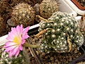 Нажмите на изображение для увеличения.

Название:	Mammillaria roczekii.jpg
Просмотров:	144
Размер:	103.6 Кб
ID:	324105