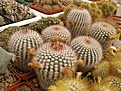 Нажмите на изображение для увеличения.

Название:	Notocactus scopa.jpg
Просмотров:	159
Размер:	87.7 Кб
ID:	324106