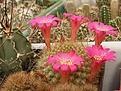 Нажмите на изображение для увеличения.

Название:	Rebutia violaciflora.jpg
Просмотров:	175
Размер:	94.9 Кб
ID:	324107