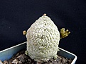 Нажмите на изображение для увеличения.

Название:	Pseudolithos eilensis_15.5.12.JPG
Просмотров:	200
Размер:	94.6 Кб
ID:	324111