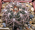 Нажмите на изображение для увеличения.

Название:	7_Gymnocalycium_spegazzinii_v.punillense_GN91-492_1561.jpg
Просмотров:	920
Размер:	156.4 Кб
ID:	324114