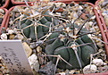 Нажмите на изображение для увеличения.

Название:	7_Gymnocalycium_speggazinii_VG-354.jpg
Просмотров:	897
Размер:	203.4 Кб
ID:	324115