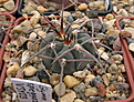 Нажмите на изображение для увеличения.

Название:	7_Gymnocalycium_speggazinii_VS103.jpg
Просмотров:	1140
Размер:	186.3 Кб
ID:	324116