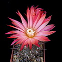 Нажмите на изображение для увеличения.

Название:	8_Pyrrhocactus_andreanus_GN99_9913412_1.jpg
Просмотров:	145
Размер:	77.0 Кб
ID:	324121