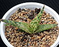 Нажмите на изображение для увеличения.

Название:	seedlings_aloe.jpg
Просмотров:	133
Размер:	145.0 Кб
ID:	324183