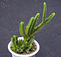 Нажмите на изображение для увеличения.

Название:	Crassula_pupursii.jpg
Просмотров:	137
Размер:	130.4 Кб
ID:	324187