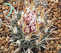 Нажмите на изображение для увеличения.

Название:	S_stenocactus.jpg
Просмотров:	198
Размер:	108.9 Кб
ID:	324275