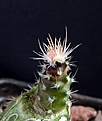 Нажмите на изображение для увеличения.

Название:	Pediocactus sileri Lz814_15months_5.12.JPG
Просмотров:	350
Размер:	101.7 Кб
ID:	324327