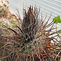 Нажмите на изображение для увеличения.

Название:	4036_Austrocactus_patagonicus.jpg
Просмотров:	149
Размер:	285.2 Кб
ID:	324333