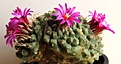 Нажмите на изображение для увеличения.

Название:	StrombocactusesperanzaeRS547.JPG
Просмотров:	356
Размер:	101.3 Кб
ID:	324341