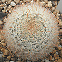 Нажмите на изображение для увеличения.

Название:	Mammillaria_P5140070.jpg
Просмотров:	199
Размер:	132.2 Кб
ID:	324349