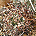 Нажмите на изображение для увеличения.

Название:	s058_echinocereus_lindsey_P.jpg
Просмотров:	194
Размер:	154.1 Кб
ID:	324353