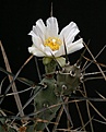 Нажмите на изображение для увеличения.

Название:	Tephrocactus_articulatus_v_oligacanthus_IMG_4810.jpg
Просмотров:	146
Размер:	101.1 Кб
ID:	324366