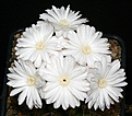 Нажмите на изображение для увеличения.

Название:	Discocactus_magnimammus_HU324_IMG_4857.jpg
Просмотров:	151
Размер:	117.5 Кб
ID:	324367