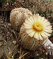 Нажмите на изображение для увеличения.

Название:	Astrophytum asterias сv Superkabuto.jpg
Просмотров:	160
Размер:	93.8 Кб
ID:	324368