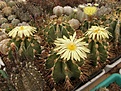 Нажмите на изображение для увеличения.

Название:	Astrophytum ornatum.jpg
Просмотров:	171
Размер:	89.4 Кб
ID:	324369