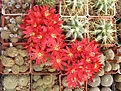 Нажмите на изображение для увеличения.

Название:	Rebutia densipectinata.jpg
Просмотров:	161
Размер:	99.3 Кб
ID:	324375