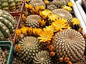 Нажмите на изображение для увеличения.

Название:	Sulcorebutia arenacea.jpg
Просмотров:	164
Размер:	106.0 Кб
ID:	324376