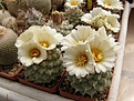 Нажмите на изображение для увеличения.

Название:	Strombocactusdisciformis.jpg
Просмотров:	163
Размер:	74.8 Кб
ID:	324377