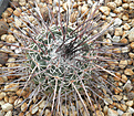 Нажмите на изображение для увеличения.

Название:	s059_mammillaria.jpg
Просмотров:	198
Размер:	136.8 Кб
ID:	324378