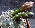 Нажмите на изображение для увеличения.

Название:	Gymnocalycium_baldianum.jpg
Просмотров:	215
Размер:	103.6 Кб
ID:	324455