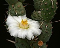Нажмите на изображение для увеличения.

Название:	Tephrocactus_articulatus_aff_oligacanthus_IMG_5082.jpg
Просмотров:	121
Размер:	131.1 Кб
ID:	324458