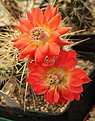 Нажмите на изображение для увеличения.

Название:	Echinocereuscoccineus.jpg
Просмотров:	141
Размер:	161.8 Кб
ID:	324461