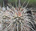 Нажмите на изображение для увеличения.

Название:	s04_echinocereus_apachensis.jpg
Просмотров:	217
Размер:	136.4 Кб
ID:	324489