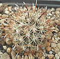 Нажмите на изображение для увеличения.

Название:	s07_ancistrocactus.jpg
Просмотров:	196
Размер:	124.3 Кб
ID:	324492