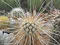 Нажмите на изображение для увеличения.

Название:	s10_echinocereus_engelmanni.jpg
Просмотров:	187
Размер:	137.3 Кб
ID:	324495