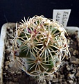 Нажмите на изображение для увеличения.

Название:	Echinomastus acunensis_15months_5.12.JPG
Просмотров:	291
Размер:	131.0 Кб
ID:	324496