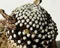 Нажмите на изображение для увеличения.

Название:	Mammillaria_luethyi_374_4.JPG
Просмотров:	253
Размер:	189.1 Кб
ID:	324522