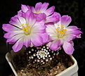 Нажмите на изображение для увеличения.

Название:	Mammillaria_luethyi_374_3.JPG
Просмотров:	250
Размер:	176.4 Кб
ID:	324523