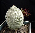 Нажмите на изображение для увеличения.

Название:	Pseudolithos eilensis_fl_5.12.JPG
Просмотров:	266
Размер:	134.0 Кб
ID:	324537