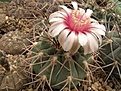 Нажмите на изображение для увеличения.

Название:	Gymnocalycium 489-spegazzini.jpg
Просмотров:	161
Размер:	77.7 Кб
ID:	324549