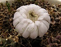 Нажмите на изображение для увеличения.

Название:	Gymnocalycium anisitsii.jpg
Просмотров:	174
Размер:	41.8 Кб
ID:	324550