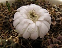 Нажмите на изображение для увеличения.

Название:	Gymnocalycium anisitsii.jpg
Просмотров:	155
Размер:	41.8 Кб
ID:	324550