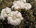 Нажмите на изображение для увеличения.

Название:	Gymnocalycium anisitsii.jpg
Просмотров:	166
Размер:	67.2 Кб
ID:	324551