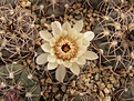 Нажмите на изображение для увеличения.

Название:	Gymnocalycium ferrari.jpg
Просмотров:	166
Размер:	81.6 Кб
ID:	324552