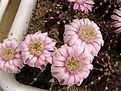 Нажмите на изображение для увеличения.

Название:	Gymnocalycium friedrichii.jpg
Просмотров:	177
Размер:	74.2 Кб
ID:	324553